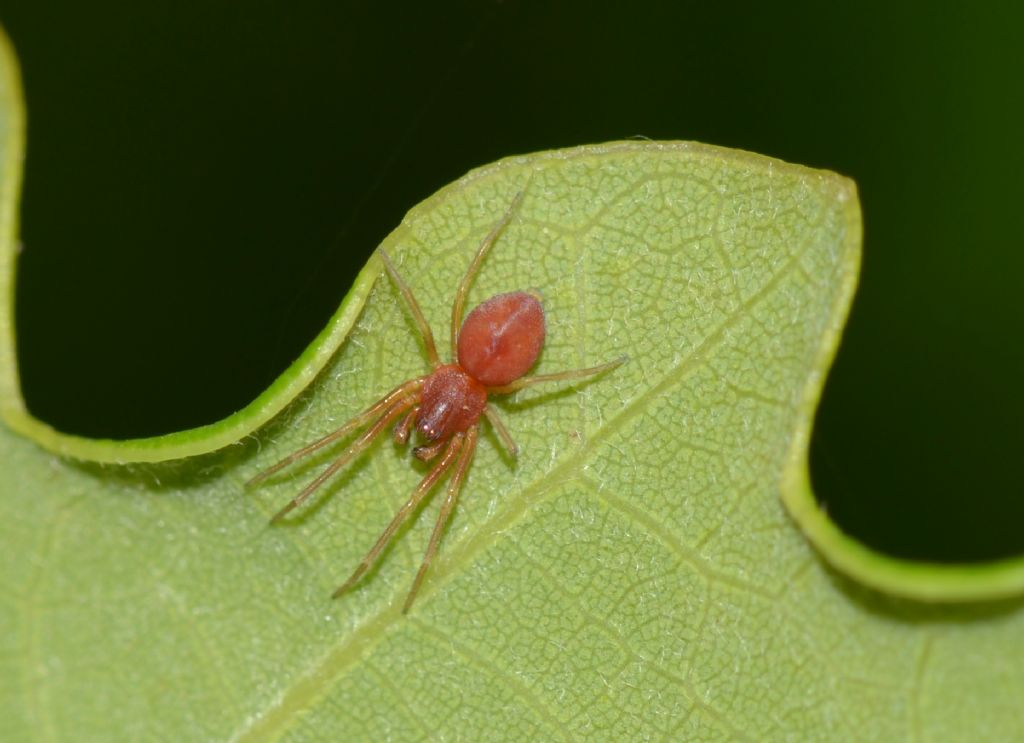 Piccolo ragno rosso: Nigma sp. - Grosseto